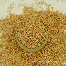 Price Of Yellow Broomcorn Millet